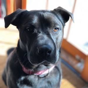 Meet your Posher, Dawn